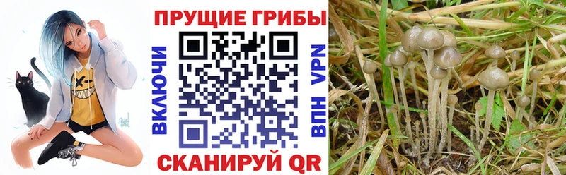 маркетплейс формула  как найти наркотики  kraken как зайти  Карасук  Псилоцибиновые грибы Cubensis 